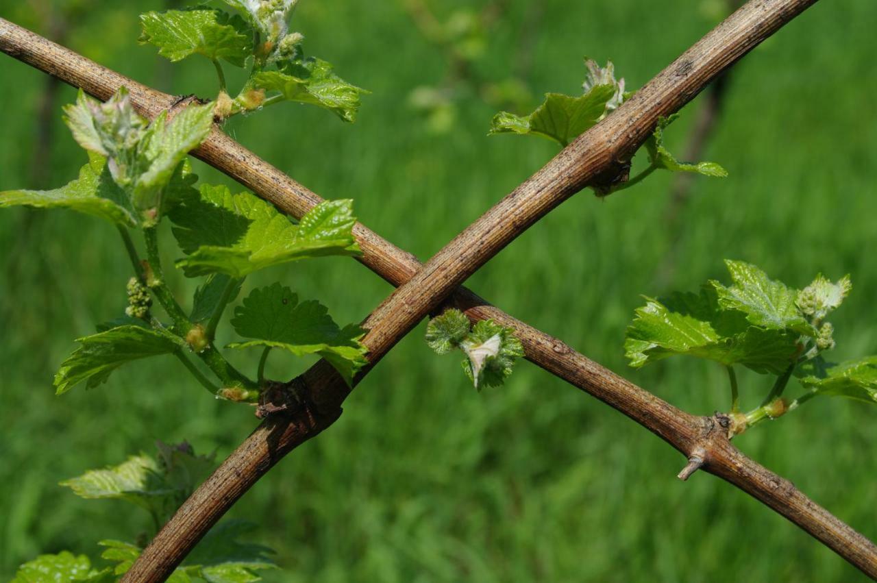 Weingut- Gaestezimmer Marko Leutschach Exteriör bild