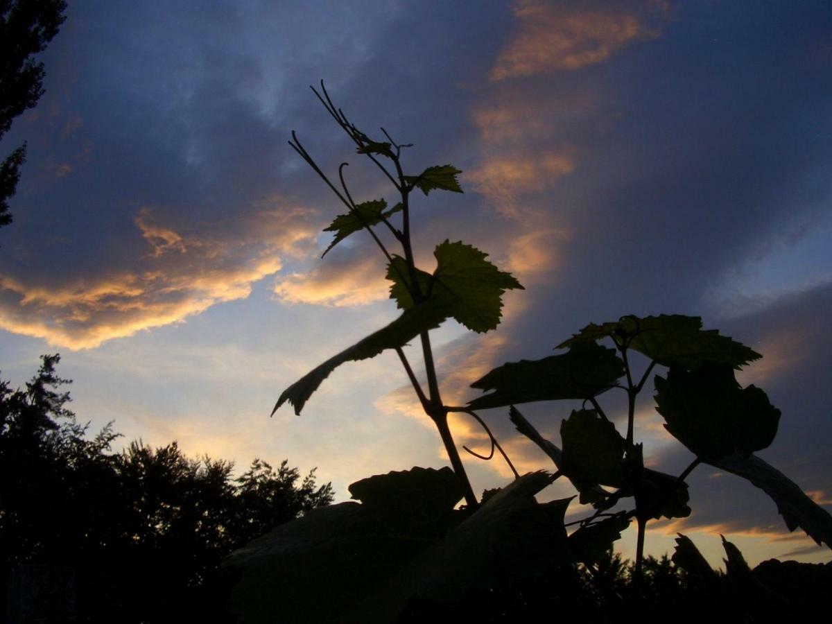 Weingut- Gaestezimmer Marko Leutschach Exteriör bild